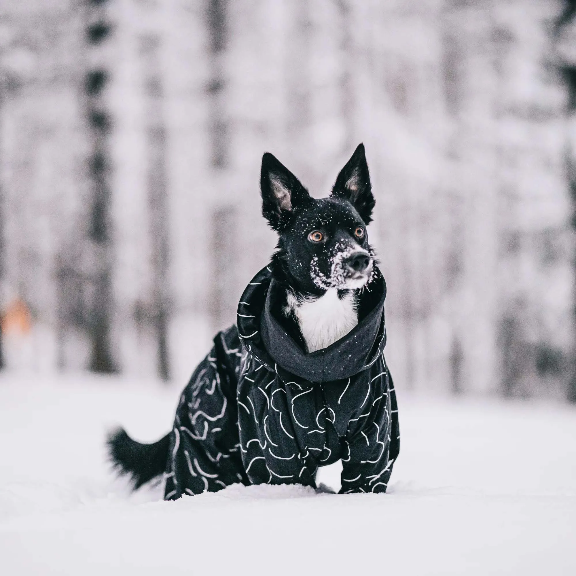 Paikka Dog Winter Suit Black
