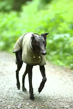 Tweed Lurcher / Greyhound Coat